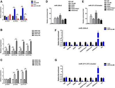 CUL4B Upregulates RUNX2 to Promote the Osteogenic Differentiation of Human Periodontal Ligament Stem Cells by Epigenetically Repressing the Expression of miR-320c and miR-372/373-3p